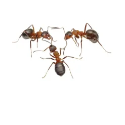 Ant World