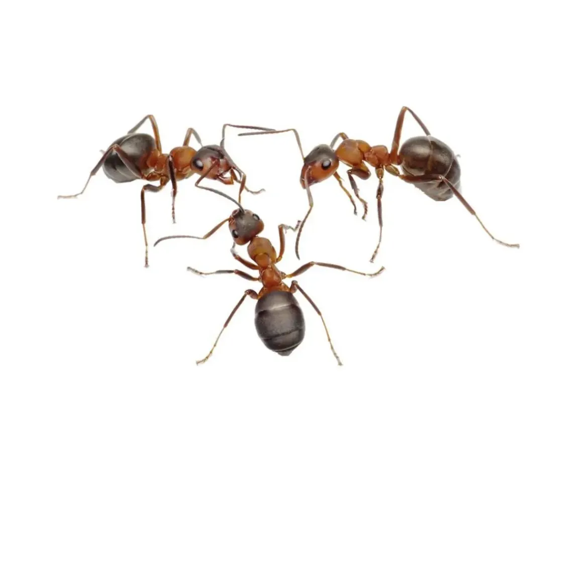 Ant World